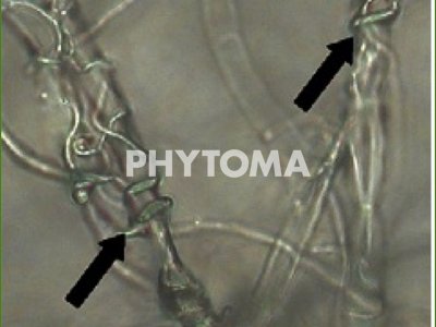 Trichoderma